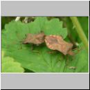 Coreus marginatus - Lederwanze 03.jpg